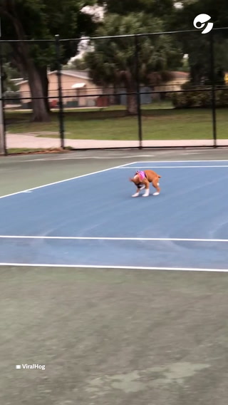 Este perro tenista busca atrapar la pelota