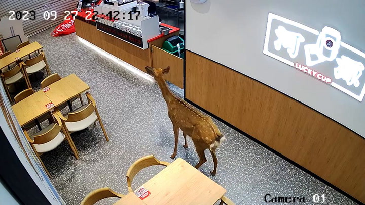 Wild deer walks into cafe startling staff in China