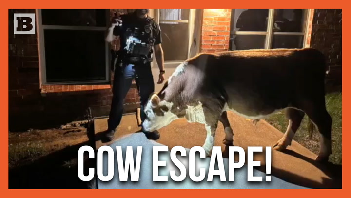 Texas Police Wrangle Up Friendly Cow that Escaped from Its Pasture