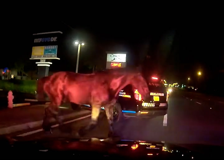 Runaway horse appears out of nowhere in front of Florida police officer