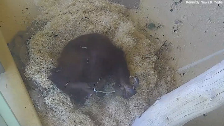 El increíble momento en el que una orangutana da a luz a un bebé