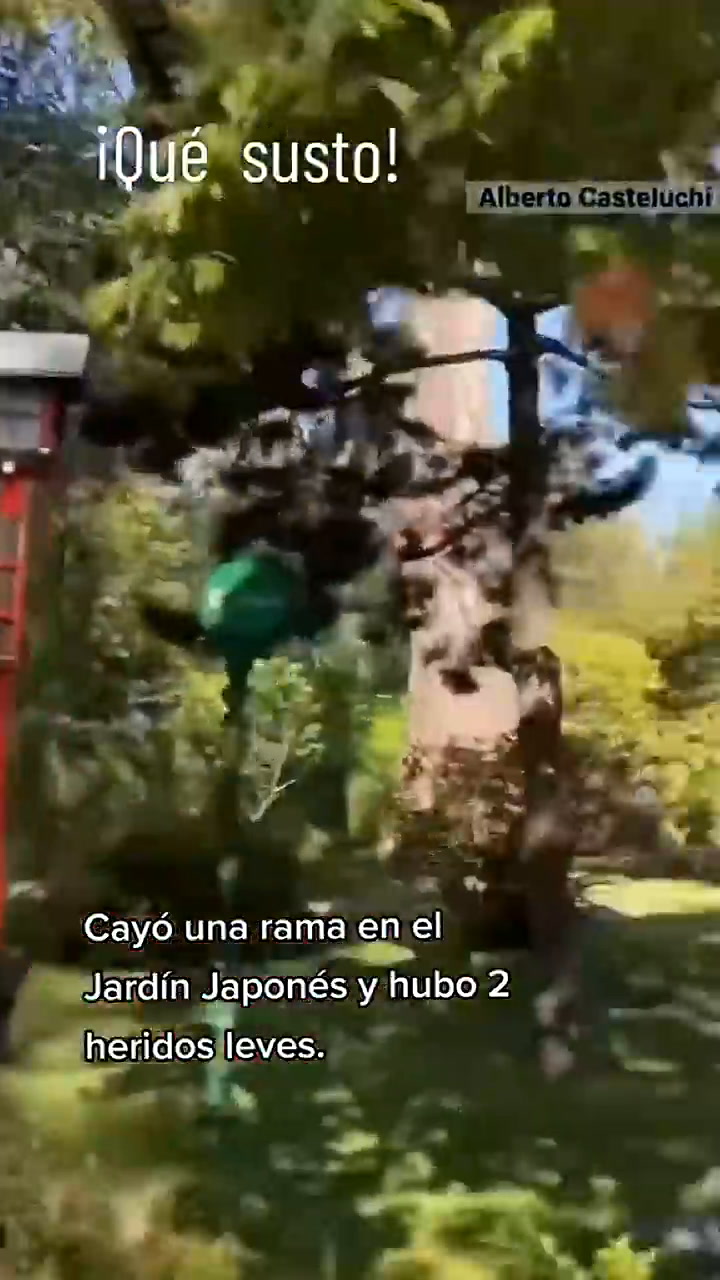 El momento en que se cae un árbol en el Jardín Japonés