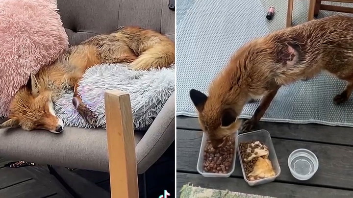 Scottish family rescue injured fox and nurse it back to health