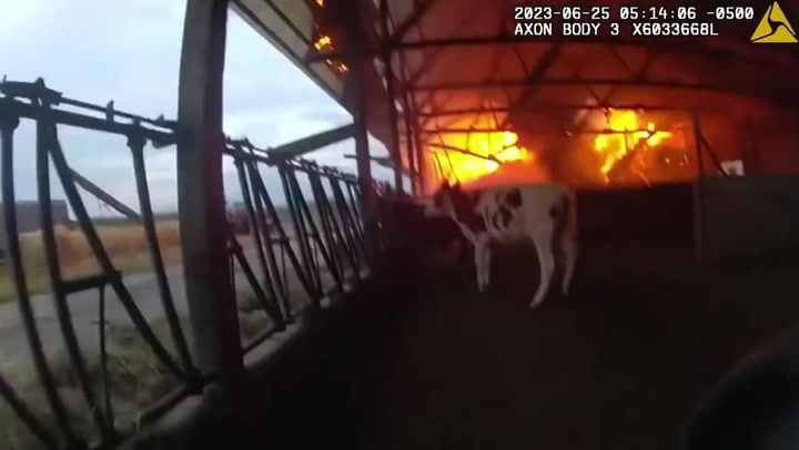 Brave Cop Rescues Three Cows Stuck Inside Burning Barn In Sturgeon Bay, WI, USA