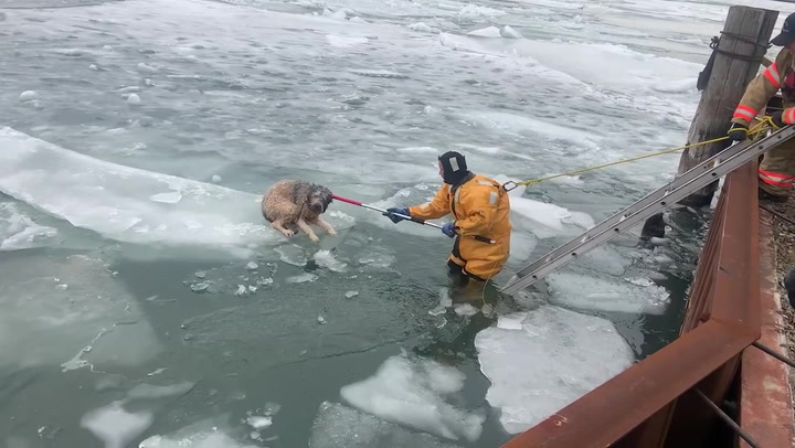 Labradoodle rescued from iceberg on frozen river