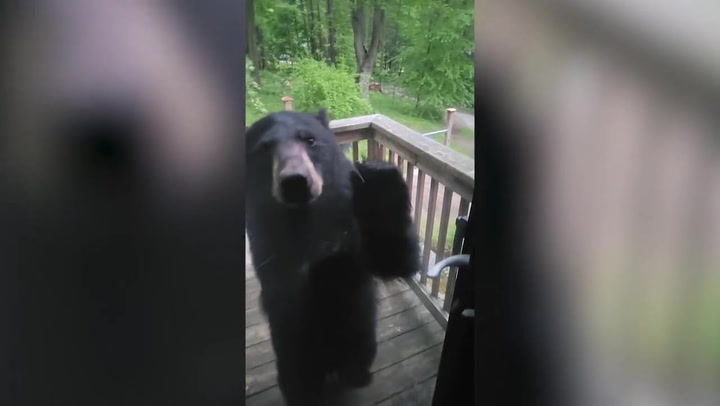 Wild baby bear knocking on resident's door leaves when owner yells 'go away'