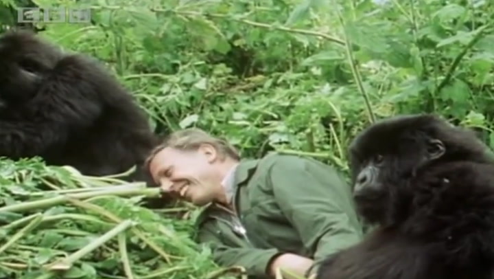 David Attenborough's best TV moments
