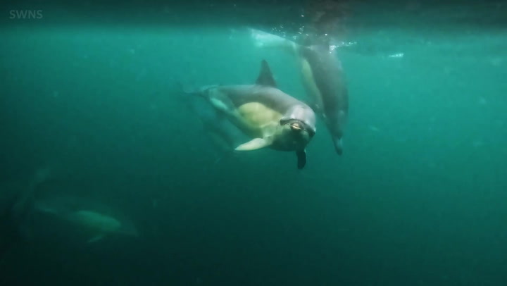 Dolphins 'chat' to each other whilst following wildlife photographer