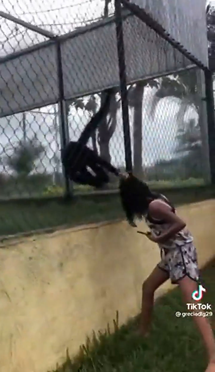 Un mono atacó a una niña en un zoológico
