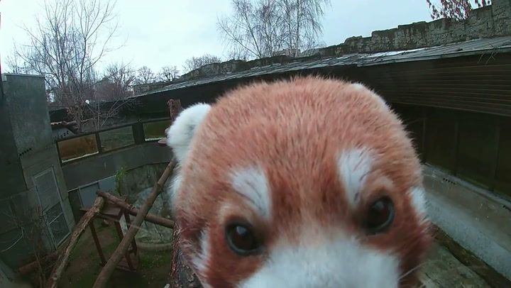 Un curioso panda rojo encuentra una cámara oculta en su hábitat