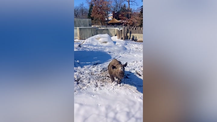 Black rhino plays in snow at Michigan zoo