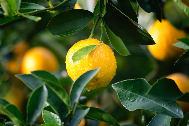 Så tar du hand om ditt citronträd – 5 skötselråd