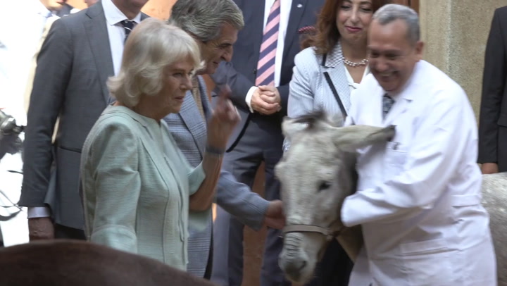 Camilla visits Cairo donkey hospital during Egypt visit