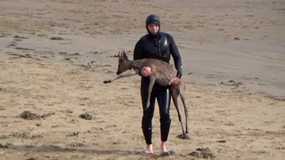 Watch: Deer gets stranded in sea after being chased by dog