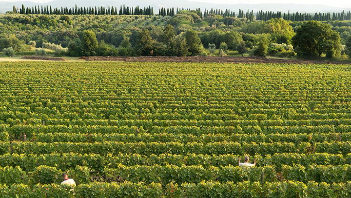 Ornellaia/1: Why Bdx Grapes Thrive in Bolgheri