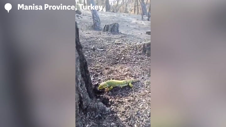 Good samaritan gives water to thirsty lizard after devastating wildfire in Turkey leaves forest in ashes