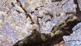 Cherry blossoms are in bloom in southern Ontario. Here's where to see them