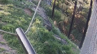 Video. Así escapan cinco leones del zoo de Taronga