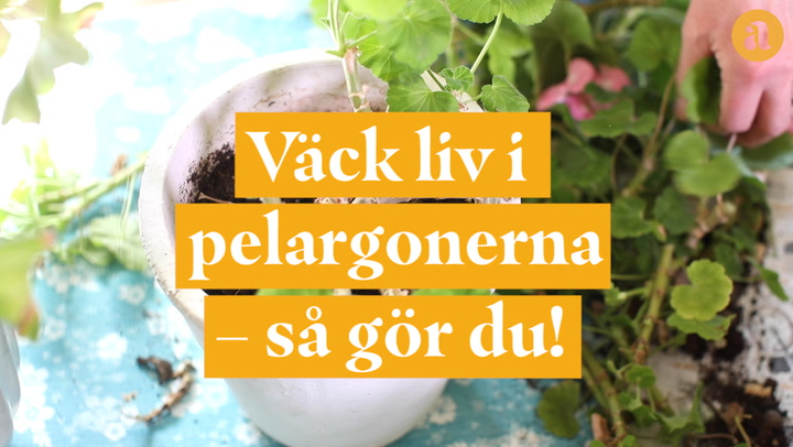 Se videon: Väck liv i pelargonerna – så gör du!