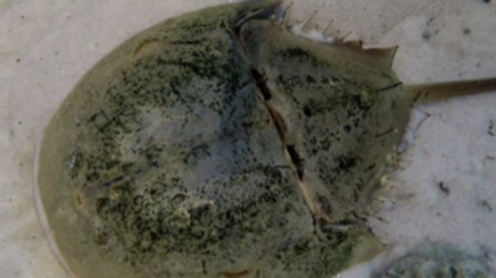 Why Do Horseshoe Crabs Have Blue Blood? The Science Behind This Weird Phenomenon