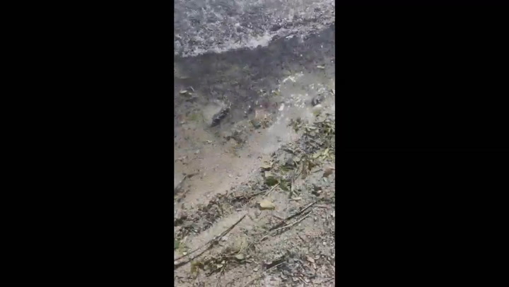 Encuentran roedores muertos en el lago Espejo - Fuente: Youtube