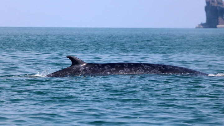 ฮือฮา วาฬบรูด้ายักษ์ 8 เมตร โผล่เล่นน้ำ หากินในหมู่เกาะอ่างทอง