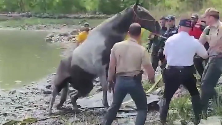 Watch: Horse pulled from muddy water and saved from drowning by NYPD