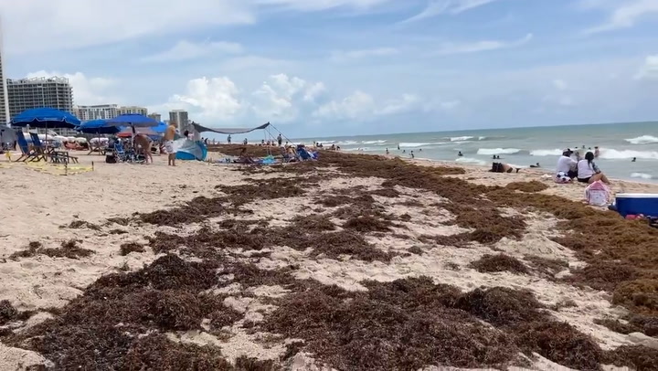 El sargazo invade las playas de Florida