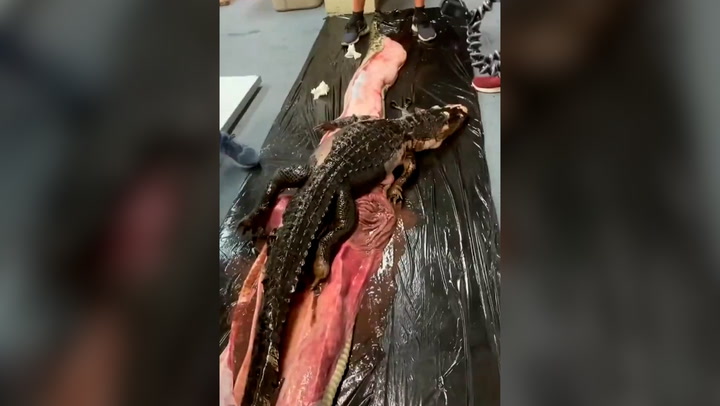 Body of alligator found in 18-foot Burmese python