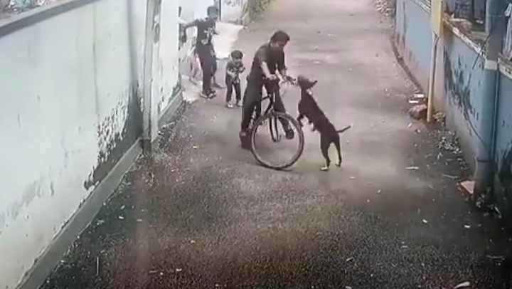 Boy tackled to the ground by stray dog while cycling