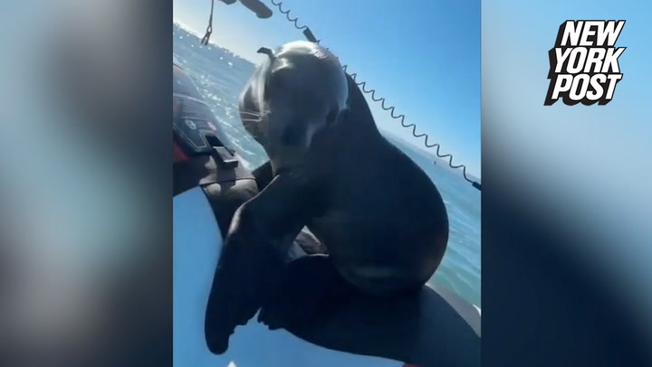 Baby sea lion hopped into the driver's seat of lifeguard's jet ski
