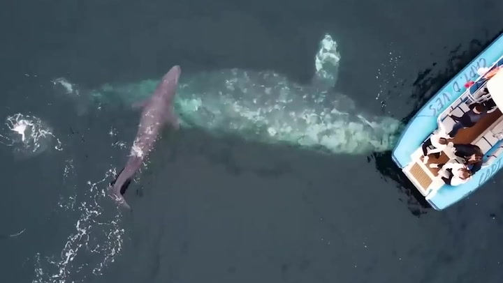 Gray whale and newborn calf greet tourist boat off California coast