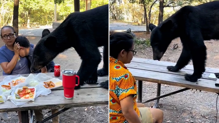 Bear jumps onto picnic table and tucks into young boy's lunch as woman shields him