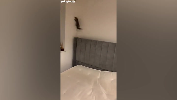 Mum and daughter scream as squirrel scales bedroom walls