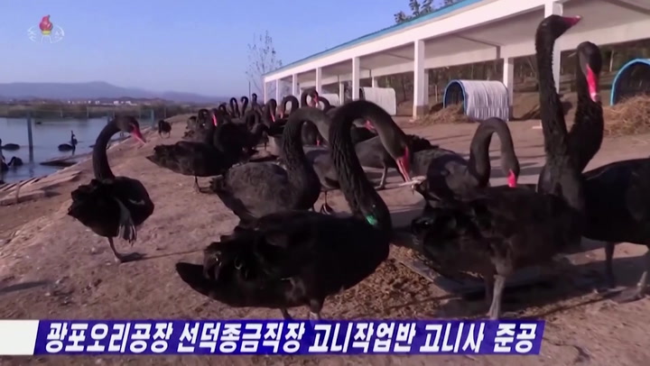 North Korea urges citizens to eat more swans amid food shortages amid