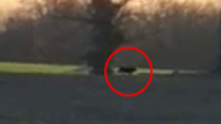 '3ft-long Big Cat' Filmed Prowling Through Cheshire Countryside