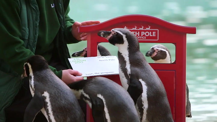 Penguins at London Zoo share their Christmas wishes