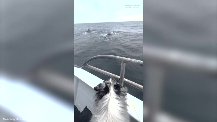 Adorable moment dog watches as two huge whales surface inches from boat