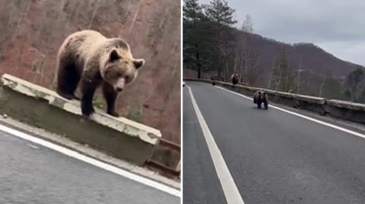 Bears playfully chase cars on mountain road in Romania