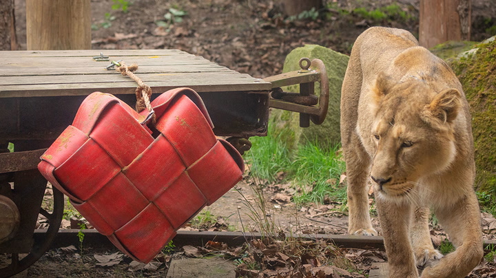 Loved up pair of lions treated to Valentine’s Day surprise at London Zoo