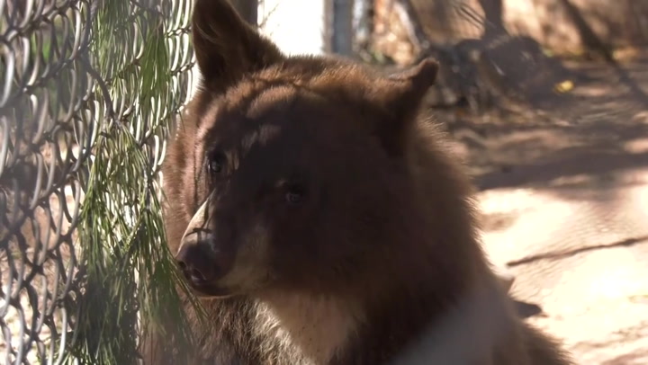 Orphaned bear cubs cared for at California wildlife sanctuary