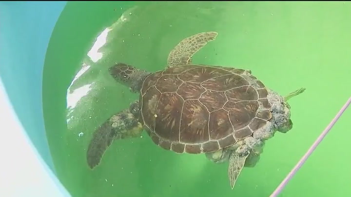 Sick sea turtles swimming ashore in Florida