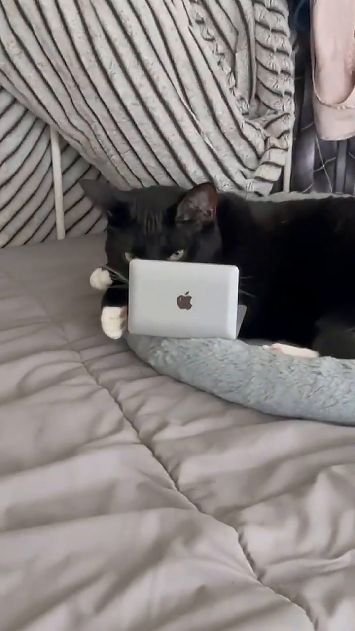 Mujer crea ingeniosa forma de que su gato no la moleste cuando trabaja usando su laptop
