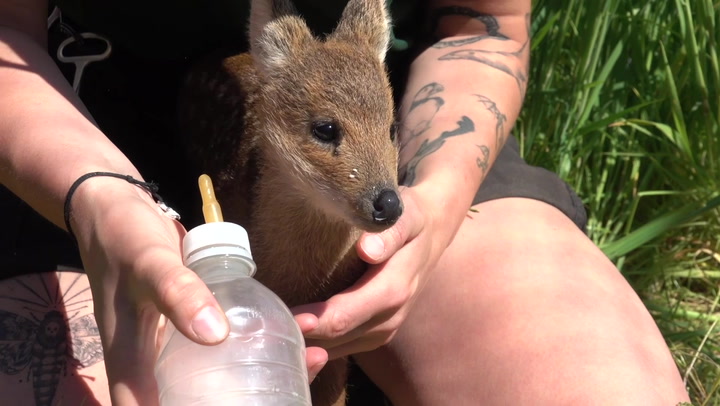 Tiny baby ‘vampire’ deer hand-reared by zookeepers before London move