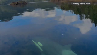Orphaned orca calf finally ventures into deeper waters on her own