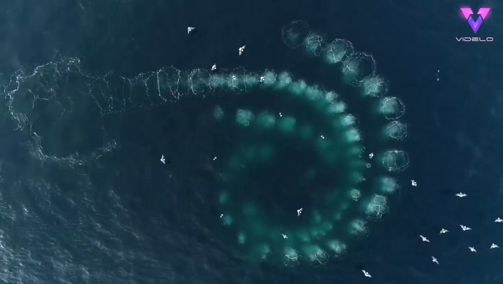 El fascinante momento en que un grupo de ballenas jorobadas forman una espiral para cazar